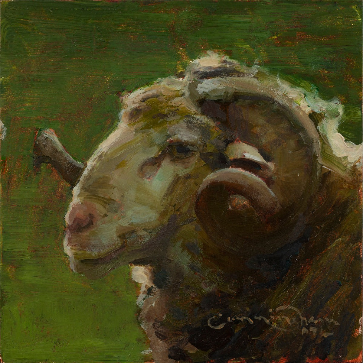 Merino Ram