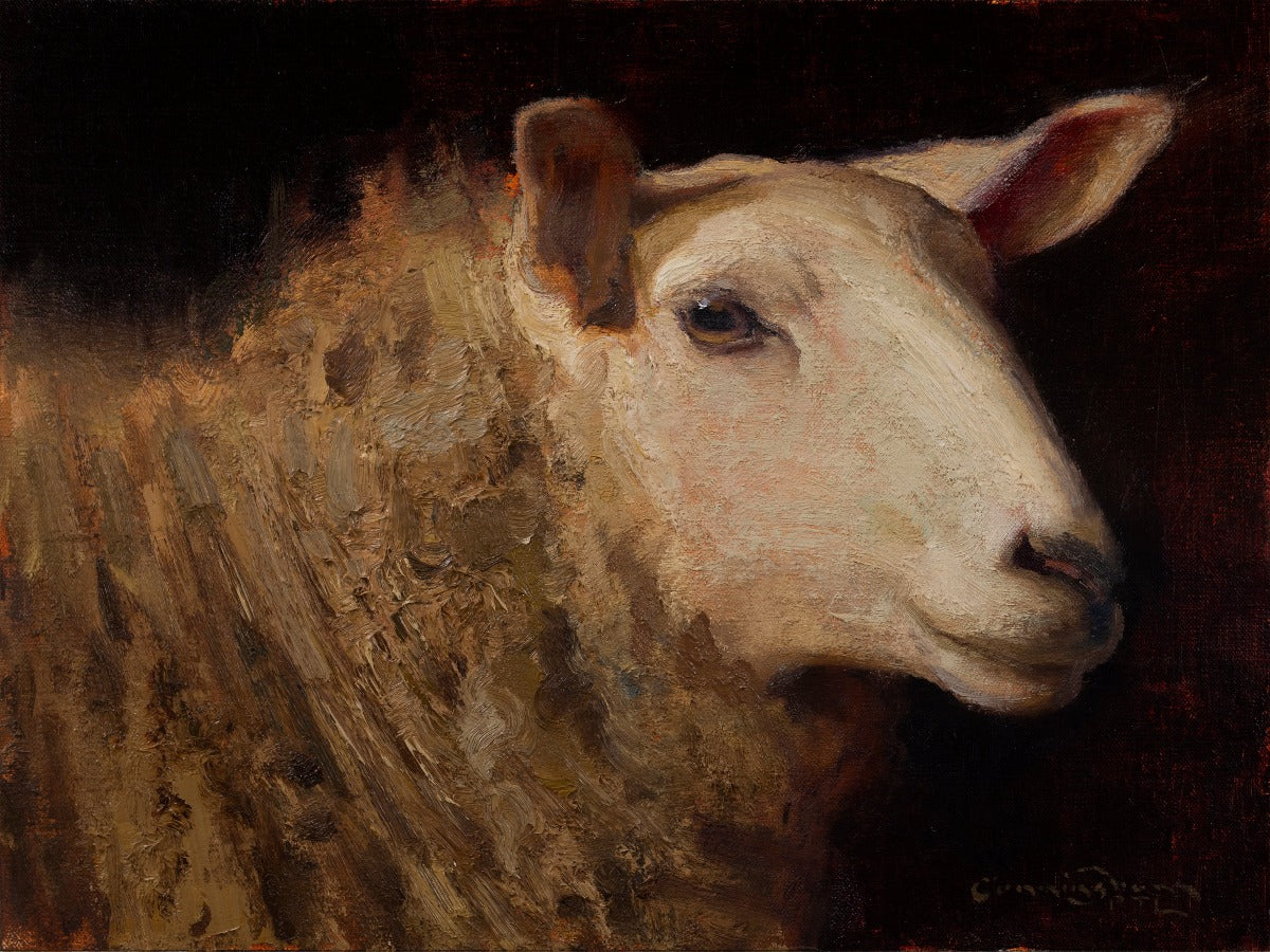 Portrait of a Ewe