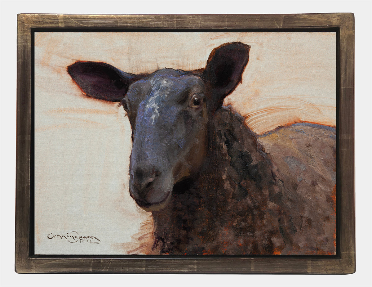 Black Sheep Portrait