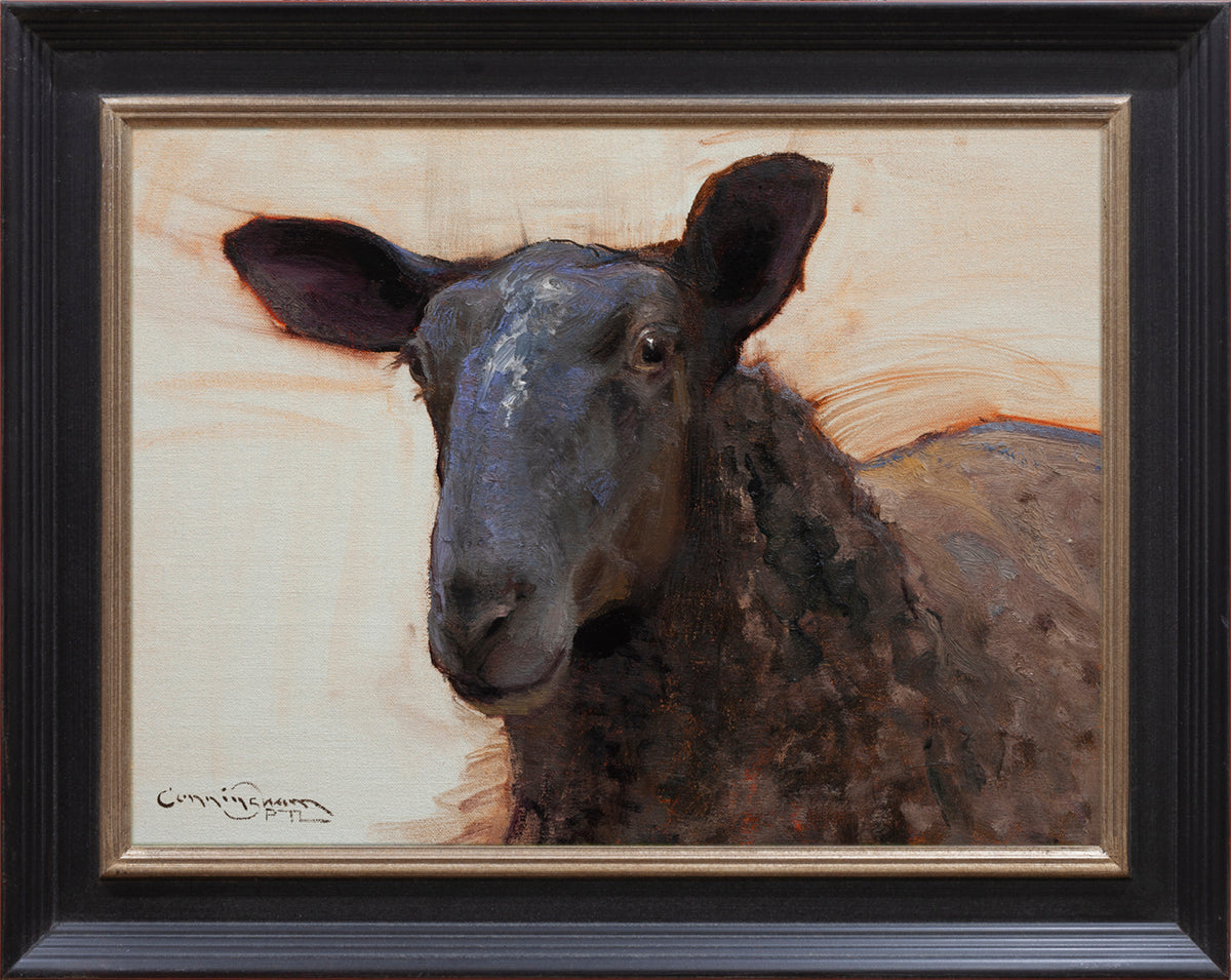 Black Sheep Portrait