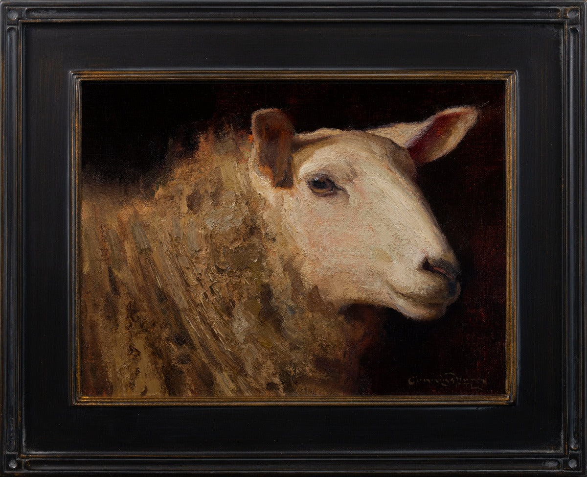 Portrait of a Ewe